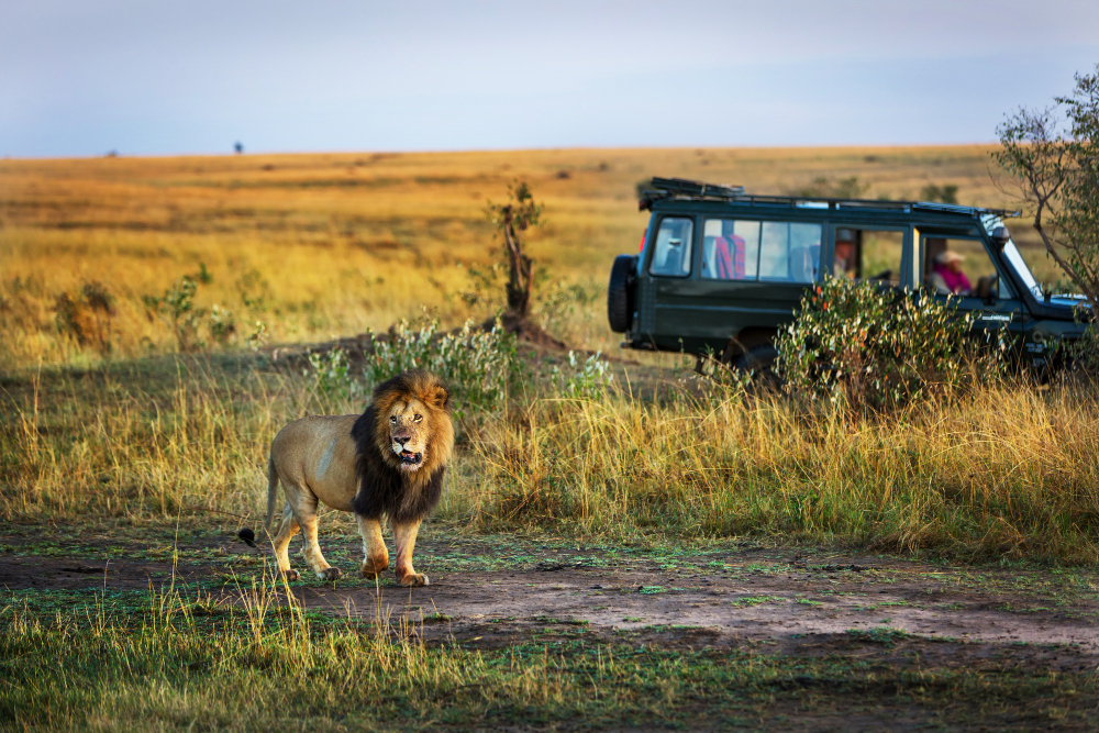 beautiful-lion-with-safari-car-background-kenya-africa