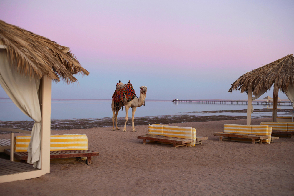 camel-close-up-sinai-beach-red-sea-egypt