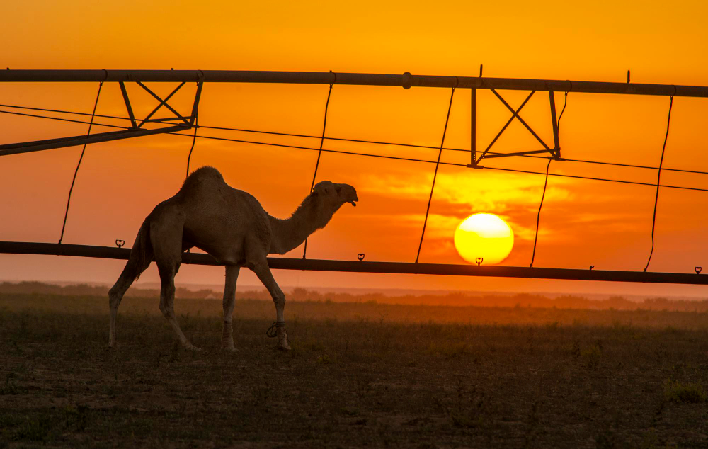 camel-field-during-sunset
