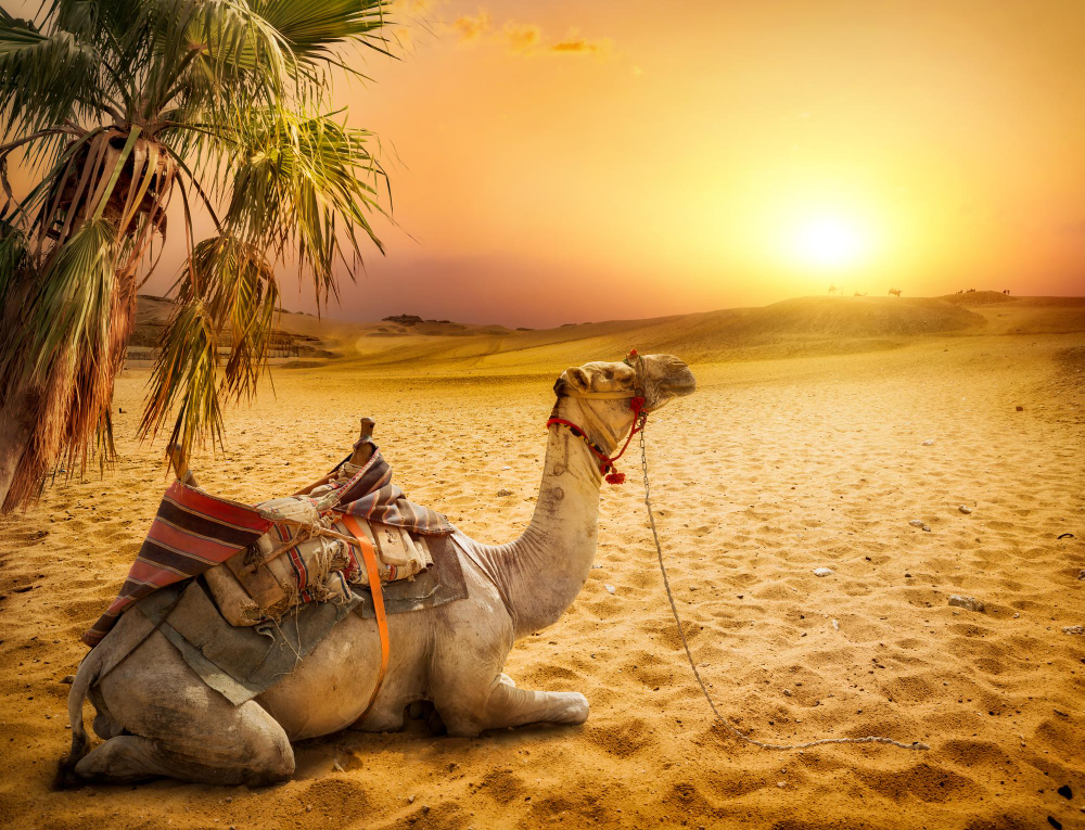 camel-palm