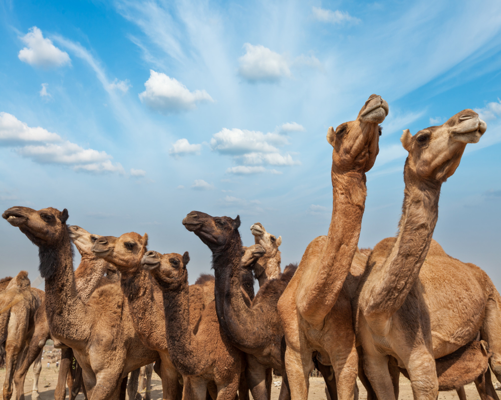 camels-pushkar-mela-pushkar-camel-fair-india