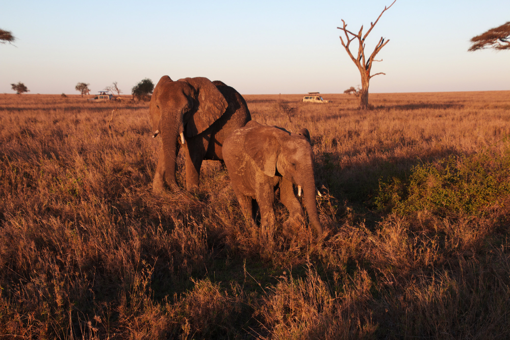 elephant-savanna-kenia-tanzania-africa