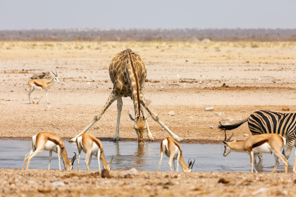 giraffe-springboks-drinks-water-watering-hole-etosha-national-park-namibia