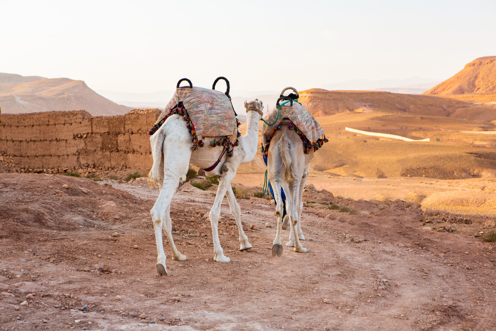 kasbah-ait-ben-haddou-morocco-with-fortres-traditional-clay-houses