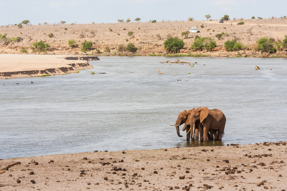 kenya-tsavo-east-national-park-two-elephants-with-tourist-vehicle-background