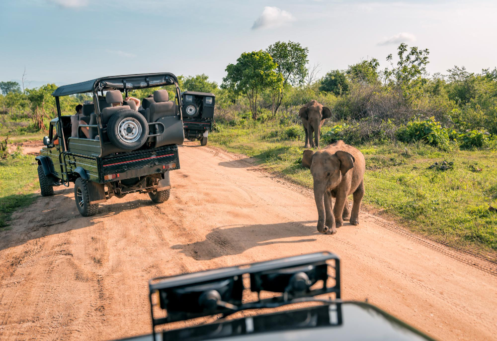 live-elephant-with-baby-safari