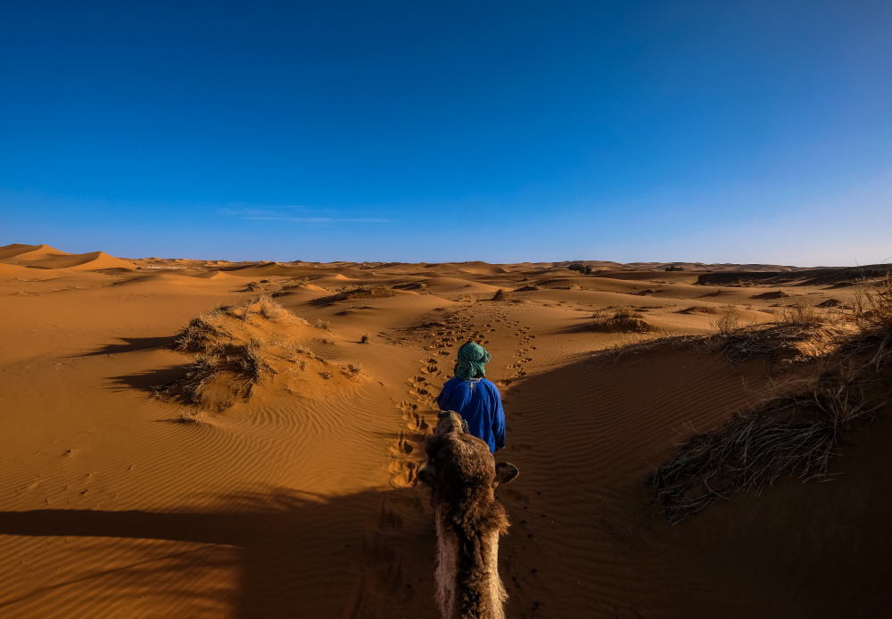 male-with-blue-shirt-walking-front-camel-middle-sand-dunes-with-clear-sky