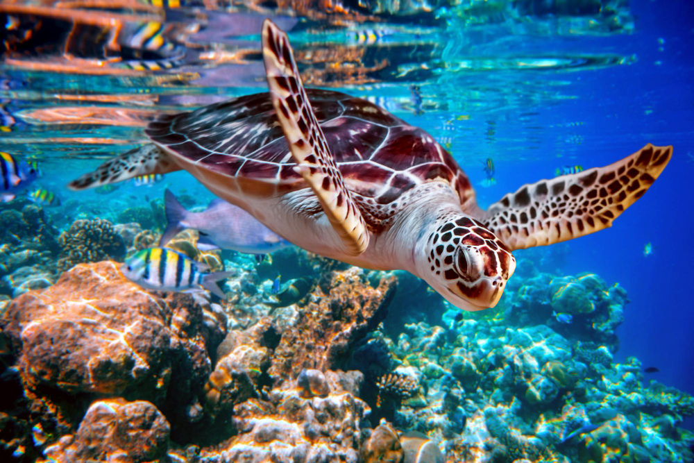 sea-turtle-swims-water-background-coral-reefs-maldives-indian-ocean-coral-reef