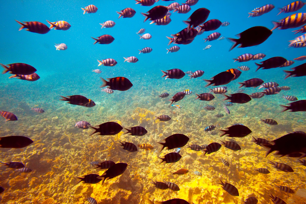 tropical-fishes-coral-reef-area